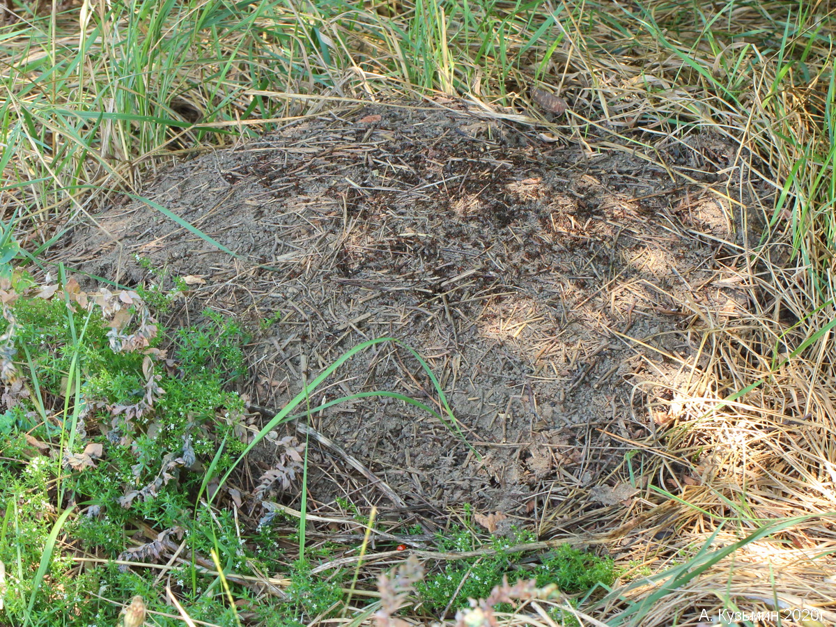 Луговой муравей (Formica pratensis)