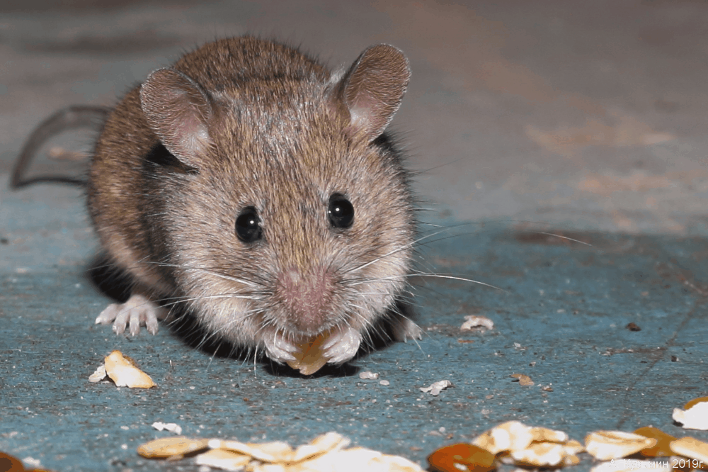 Mus musculus домовая мышь. Домовая мышь mus musculus Linnaeus. Мышь полевка. Домовой мышь (mus musculus l., 1758). Sibm mouse