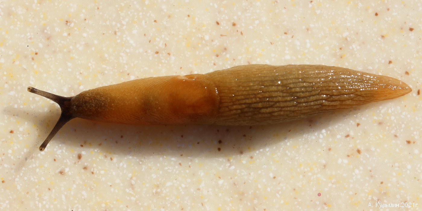 Слизень большой желтый (Malacolimax tenellus) семейства Лимациды (Limacidae)
