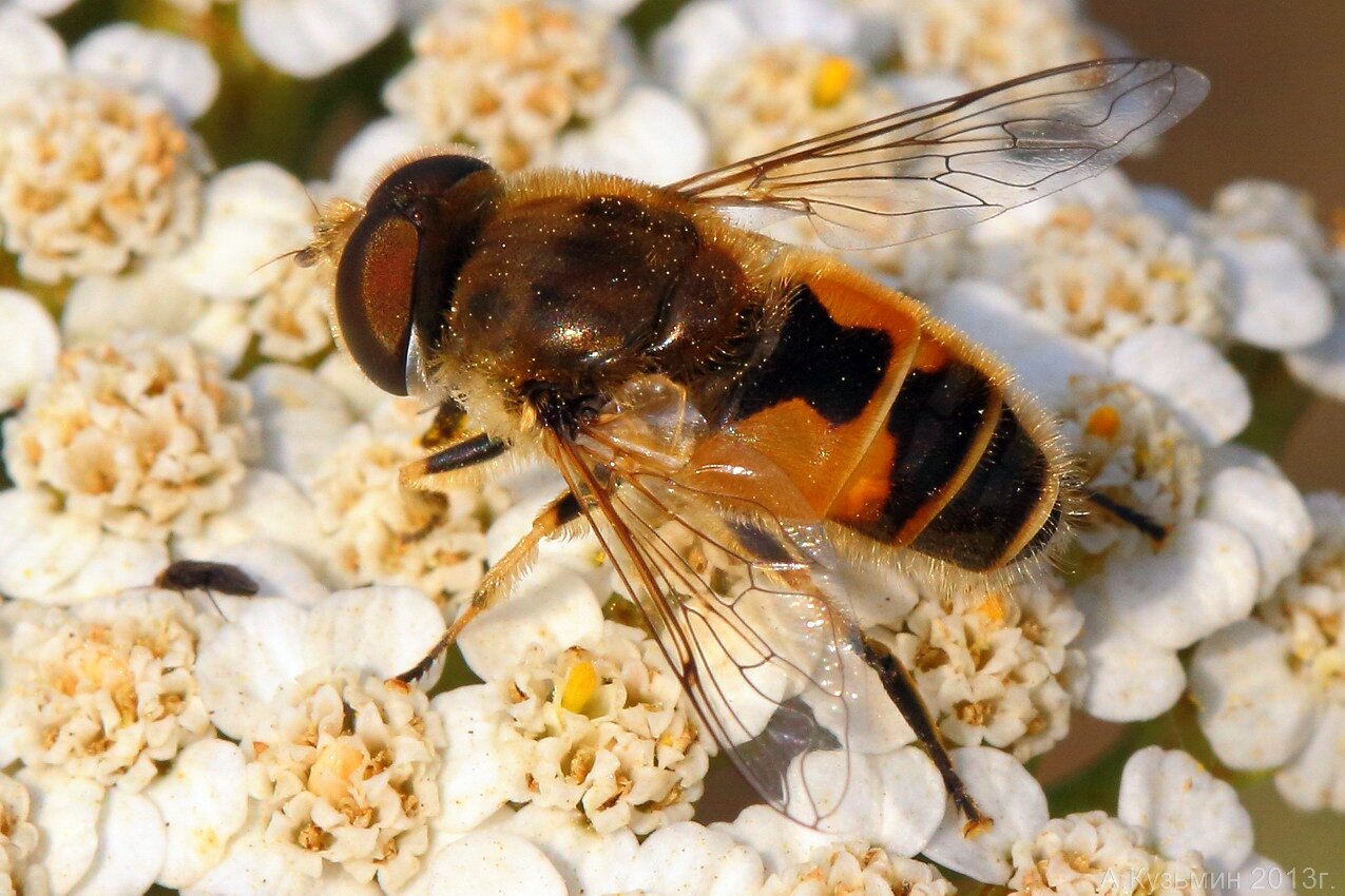 Пчеловидка лесная (Eristalis arbustorum)