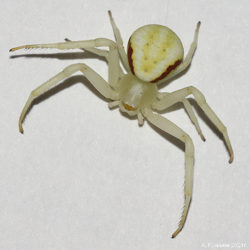 Цветочный паук (Misumena vatia) Семейство Пауки-Бокоходы (Thomisidae)